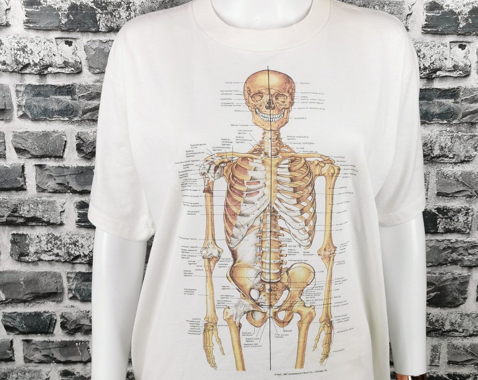 Anatomical Chart Company 1987 Vintage T-Shirt Human Skeleton Tee